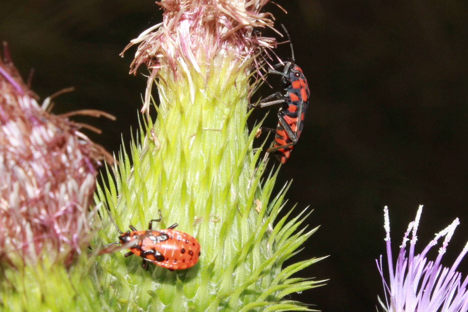 Pyrrocoris ?? No, Spilostethus saxatilis